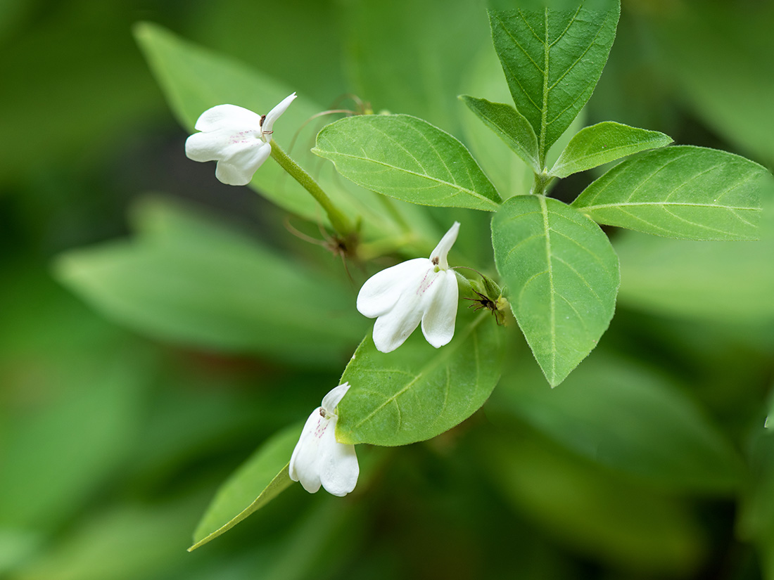 ayurveda
